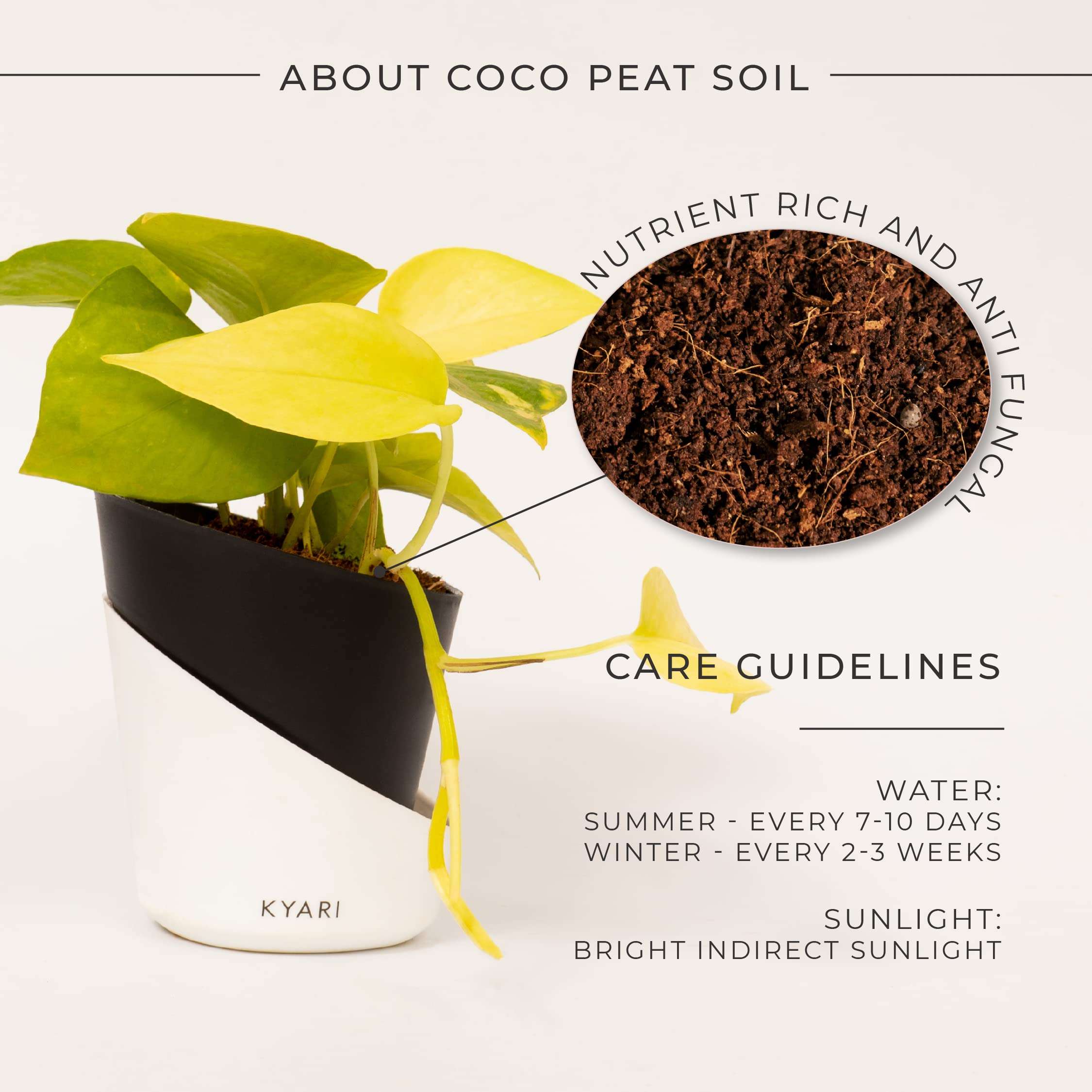 KYARI Golden Money Indoor Plants for Living Room | Live Plants | Plants with Matte Black Self Watering Pot for Home | Air purifier plants | Plants for Home Decor | Plants for Garden & bedroom 3
