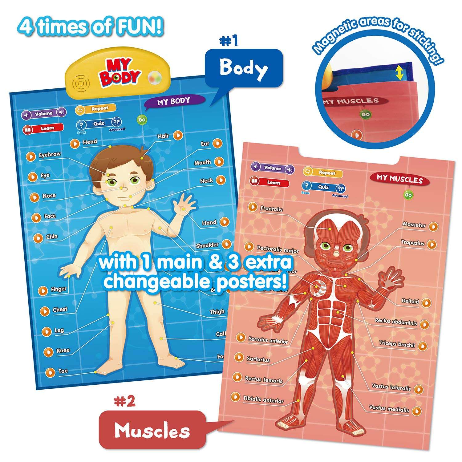 BEST LEARNING i-Poster My Body – Interactive Educational Human Anatomy Talking Toy for Kids Ages 5-12 to Learn Body Parts, Organs, Muscles and Bones Through Fun Sound and Quiz Modes 5
