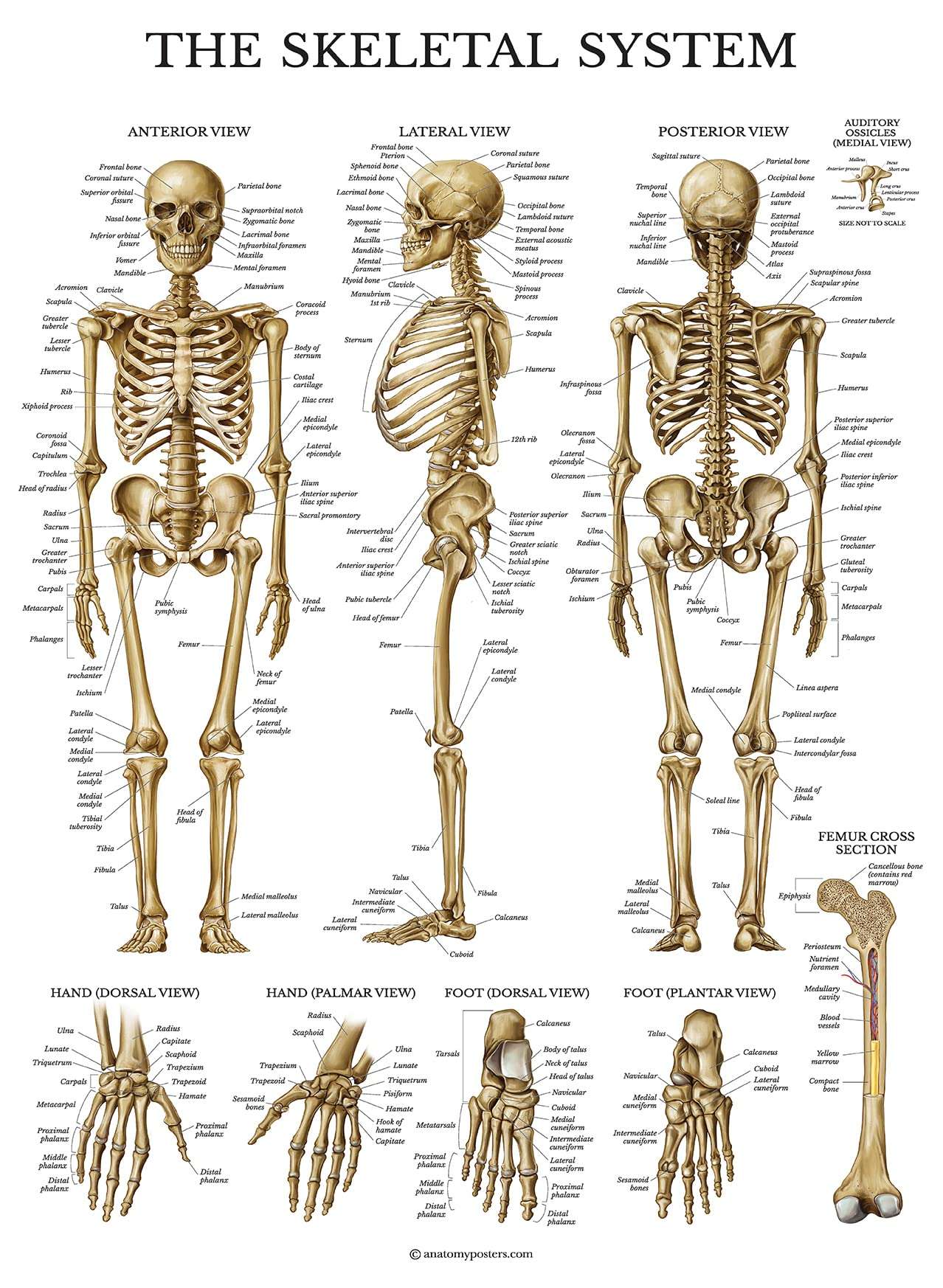 Palace Learning Skeletal System Anatomical Chart - LAMINATED - Human Skeleton Anatomy Poster (18" x 24") 1