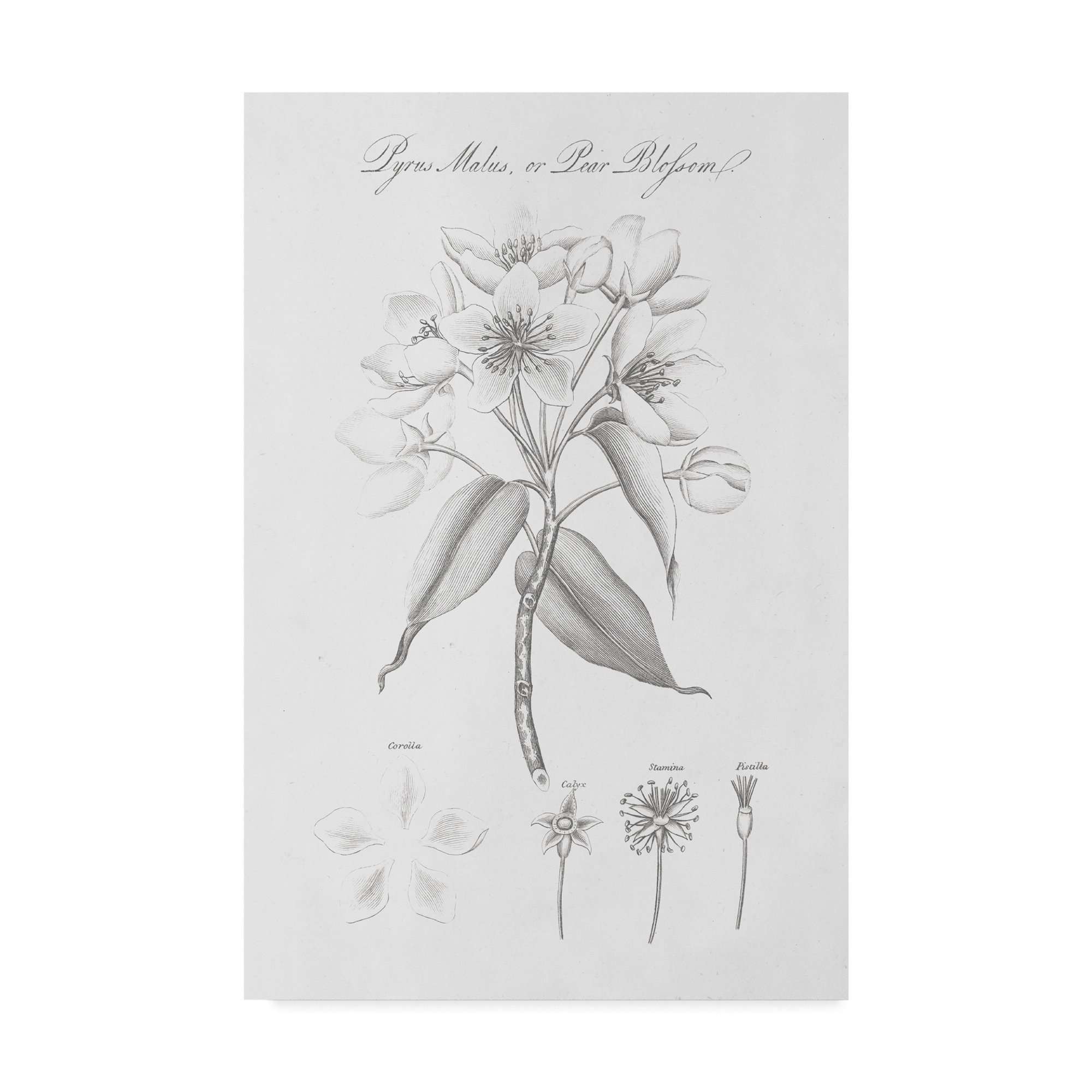 Trademark Fine Art Wild Apple Portfolio Fine Art, Multicolor 1