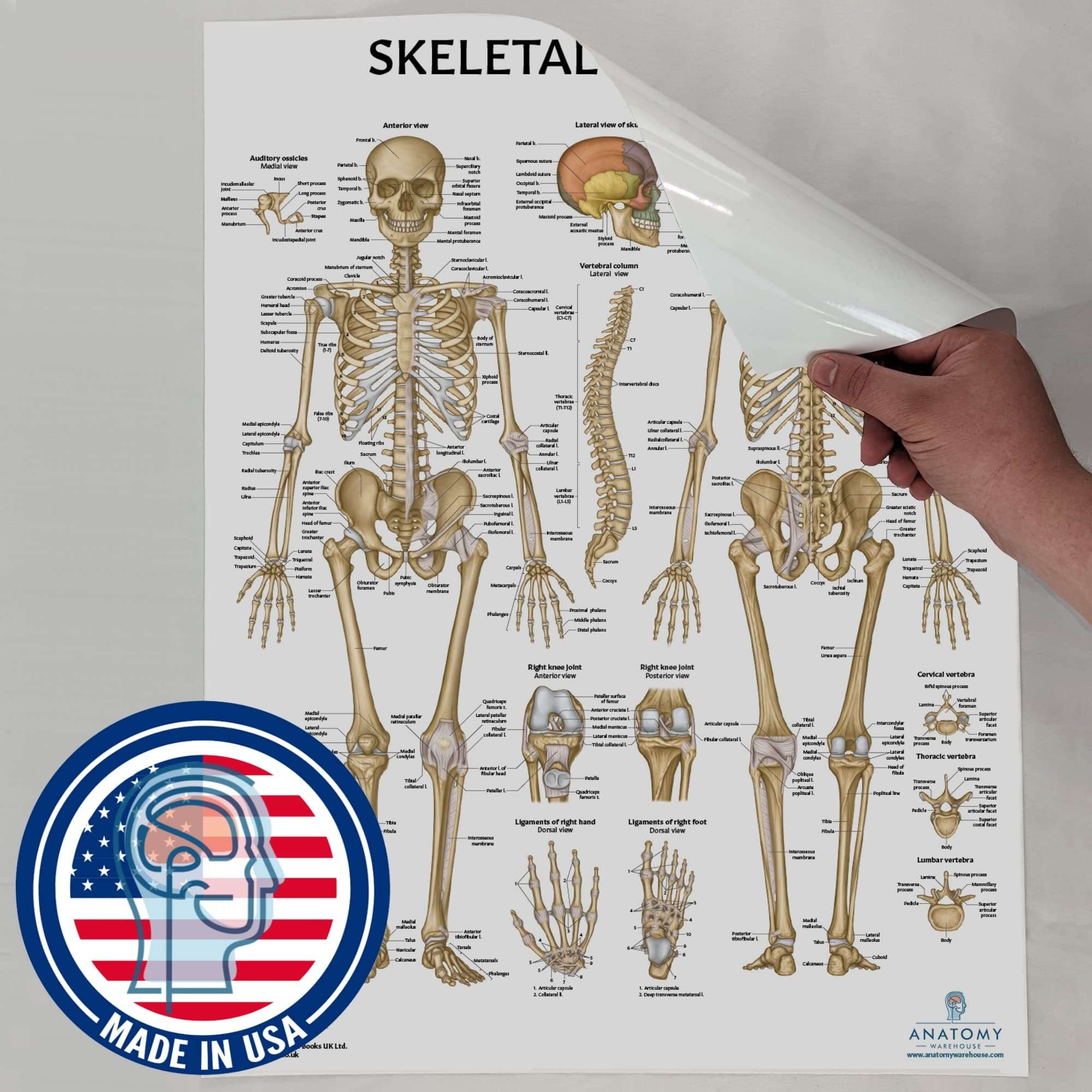 Anatomy Lab Skeletal System Poster, 17.3 x 22.5 Inches, Laminated, Anatomically Accurate, Wall Art for Home Office, Classroom, Fitness Studio 5