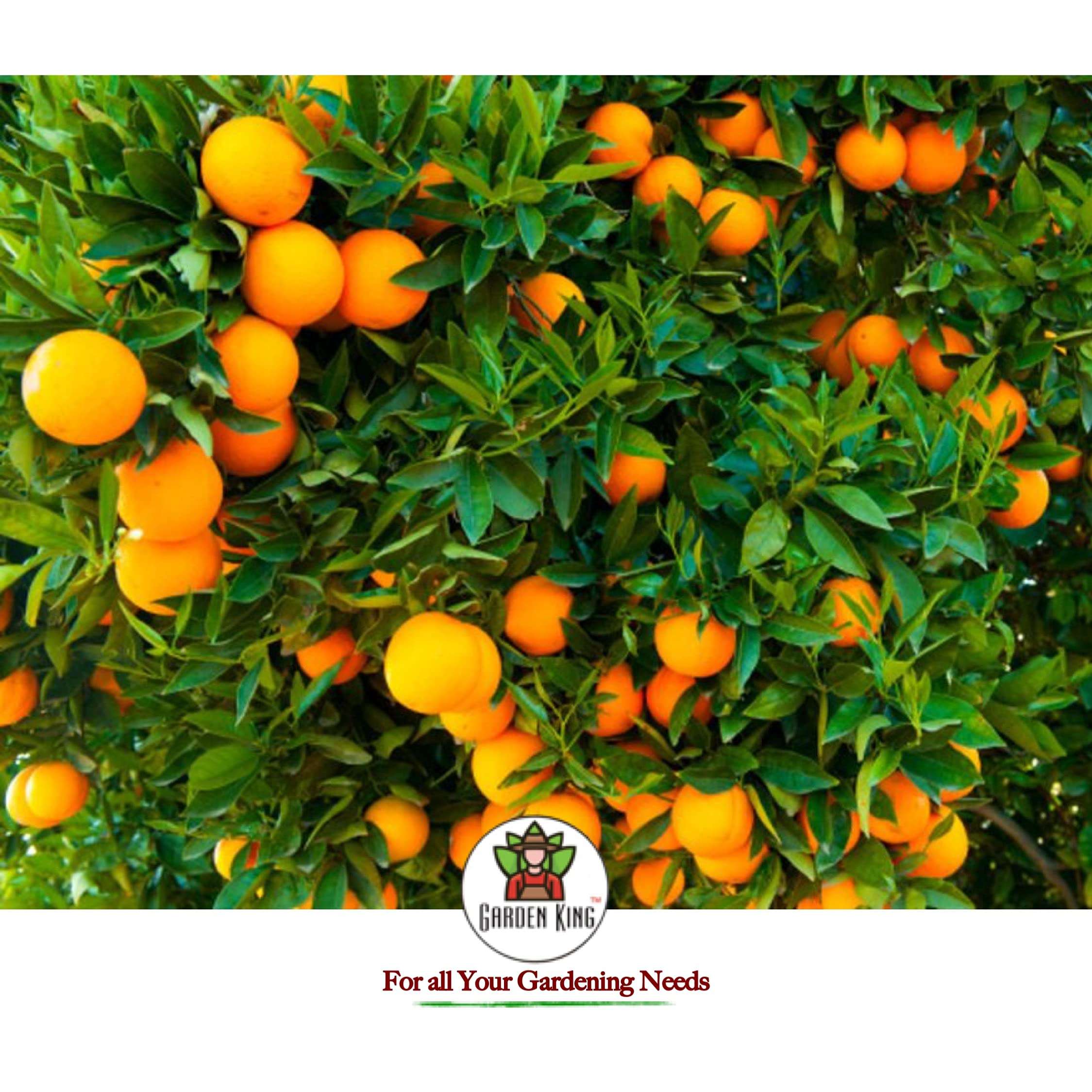 Sansar Agro® All fruits Food, Essential Organic Fertilizer for fruit Plants, Double Filtered with All Required Nutrients and Active Micro-Organism for heavy flowering (5 kg) 5