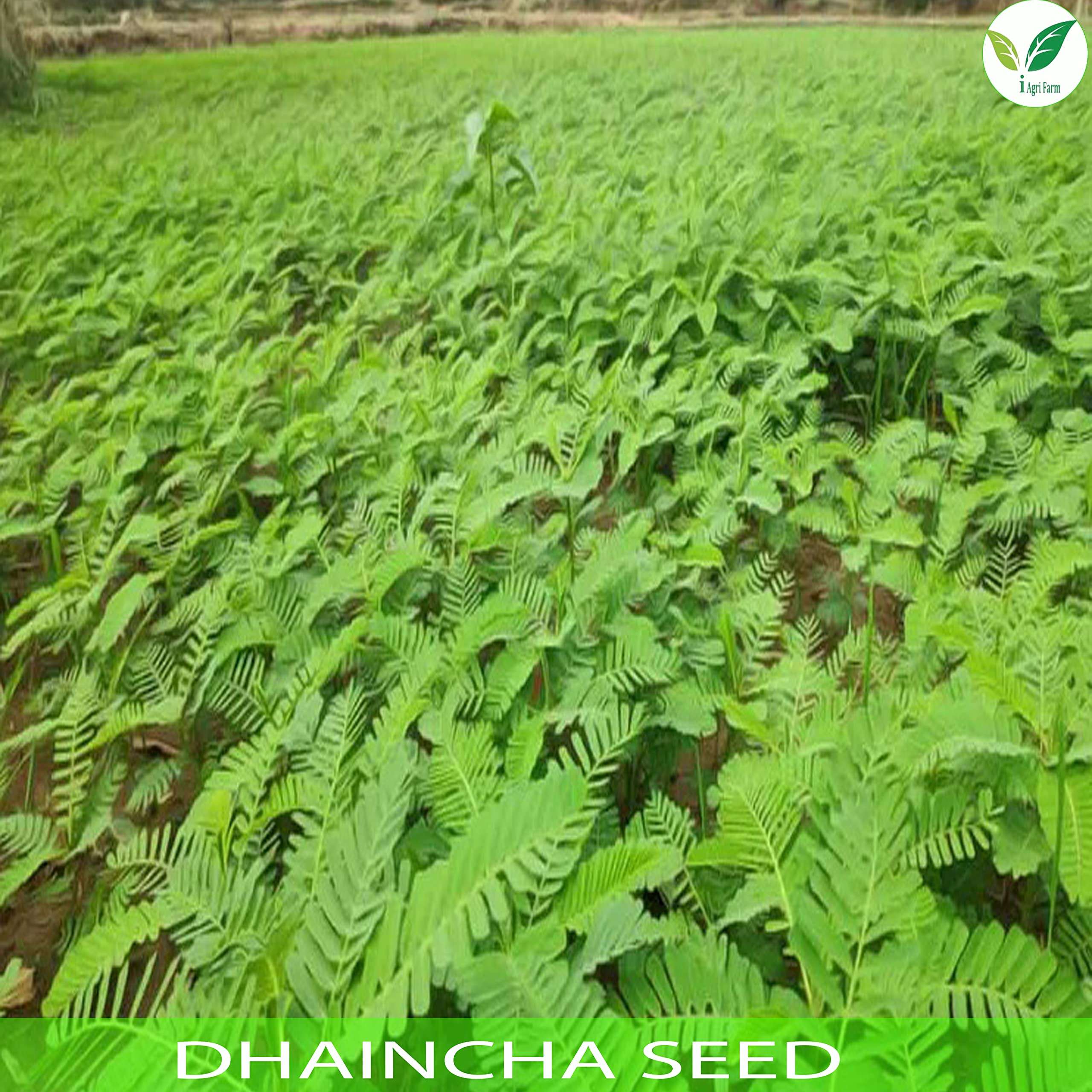 IAgriFarm Dhaincha/Prikly Sesban/Sesbania Bispinosa/Malai Murungai Seed - 5 Kg For Cultivation, Seeds 5