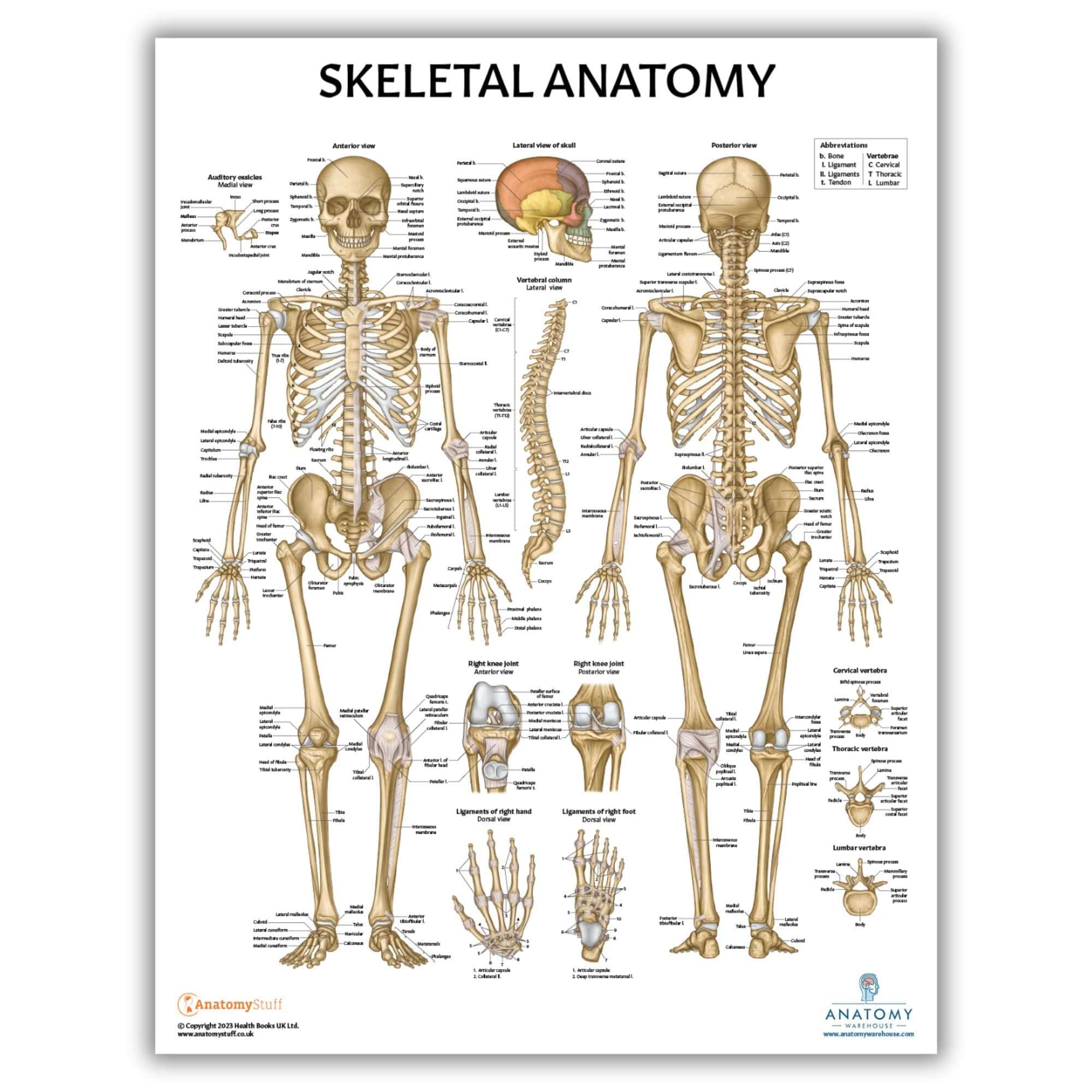 Anatomy Lab Skeletal System Poster, 17.3 x 22.5 Inches, Laminated, Anatomically Accurate, Wall Art for Home Office, Classroom, Fitness Studio