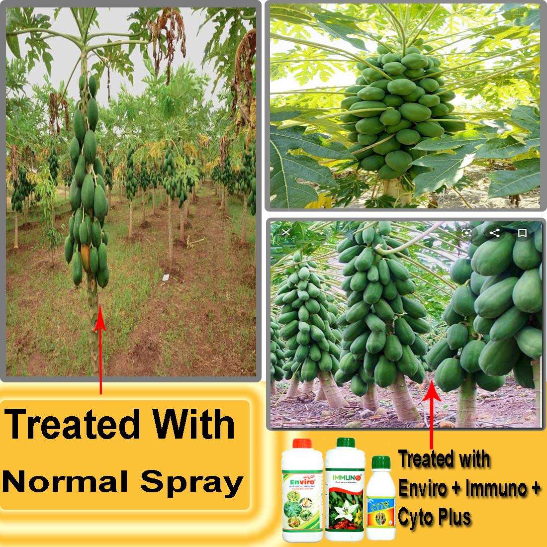 YK LABORATORIES Enviro Immuno & Cyto Plus Chilli/Papaya Farming Special For Virus Control, Natural Growth Promoter & Flower Booster - 2.5 L Pack, Spray 4