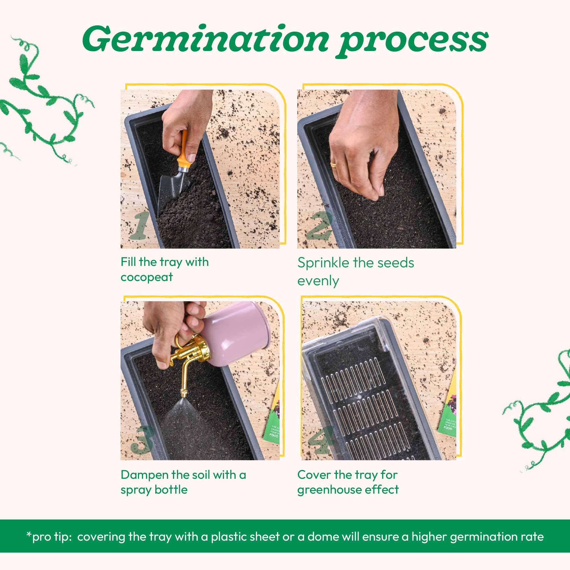 UGAOO Palak or Spinach Vegetable Seeds (Green, Pack of 16 g) -1700 Seeds 4