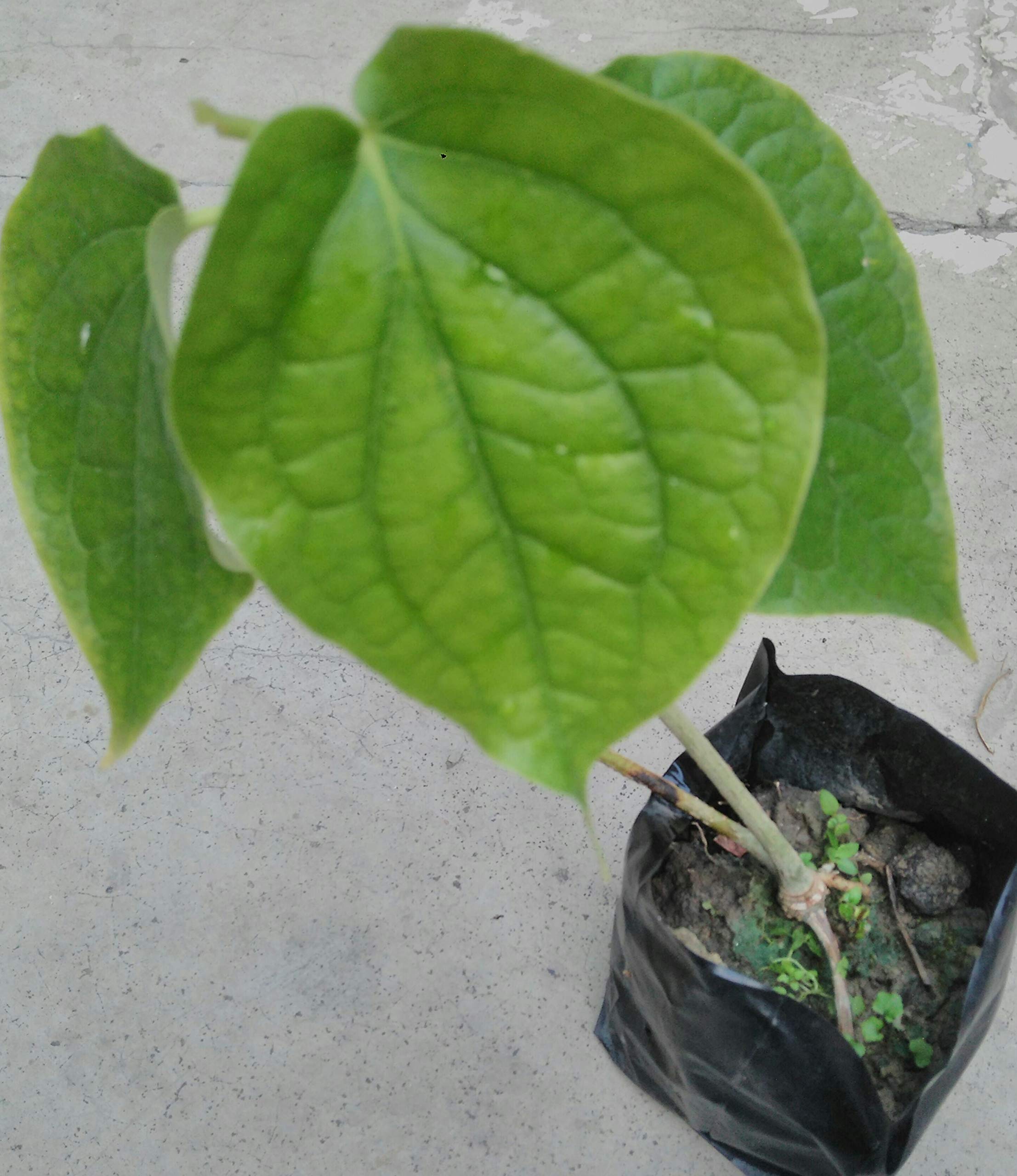 PlantaZee Chui Jhal Choi Jhal Piper Chaba Live Plant (1 Piece) from Greeen Earth
