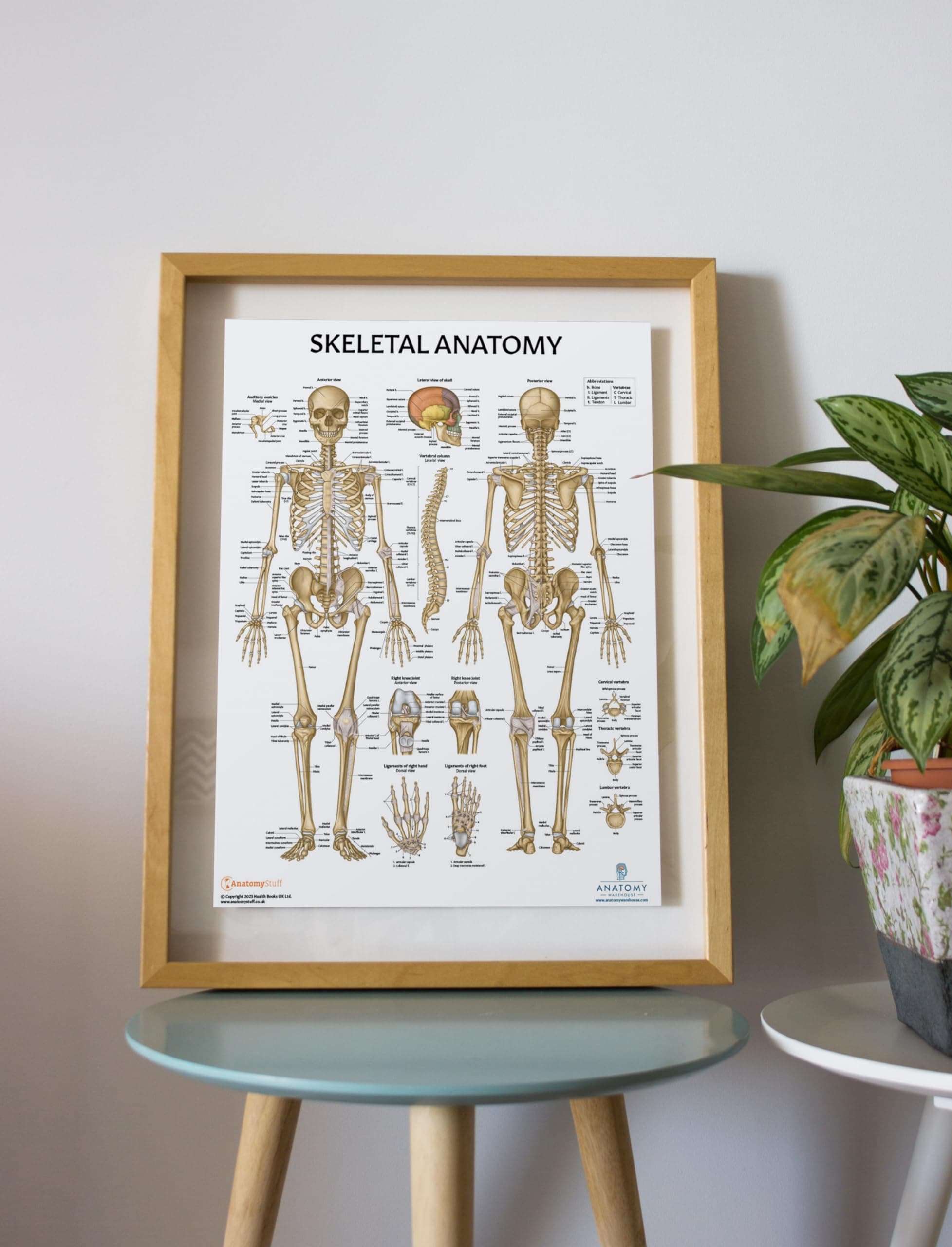 Anatomy Lab Skeletal System Poster, 17.3 x 22.5 Inches, Laminated, Anatomically Accurate, Wall Art for Home Office, Classroom, Fitness Studio 2