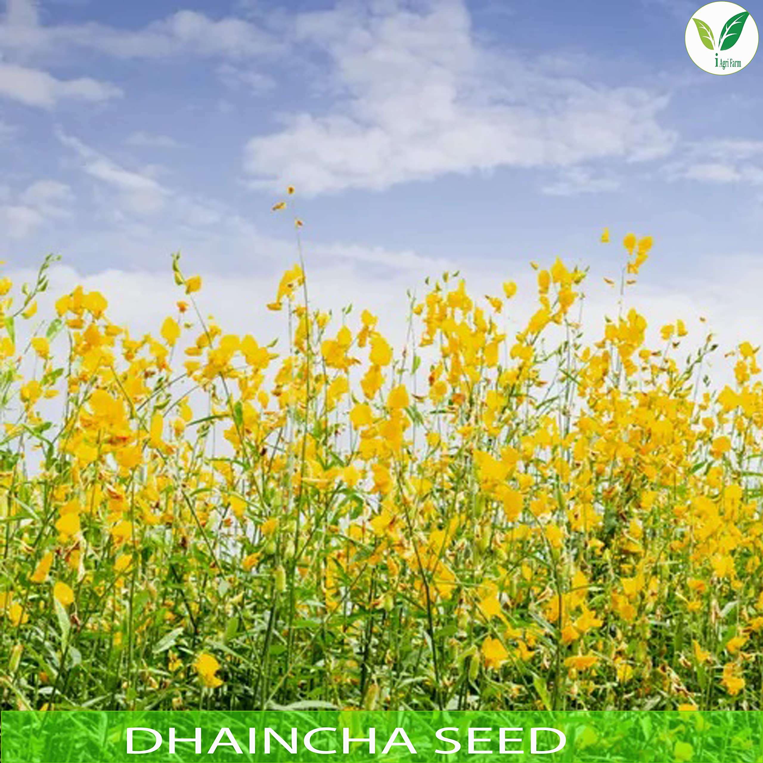 IAgriFarm Dhaincha/Prikly Sesban/Sesbania Bispinosa/Malai Murungai Seed - 5 Kg For Cultivation, Seeds 3
