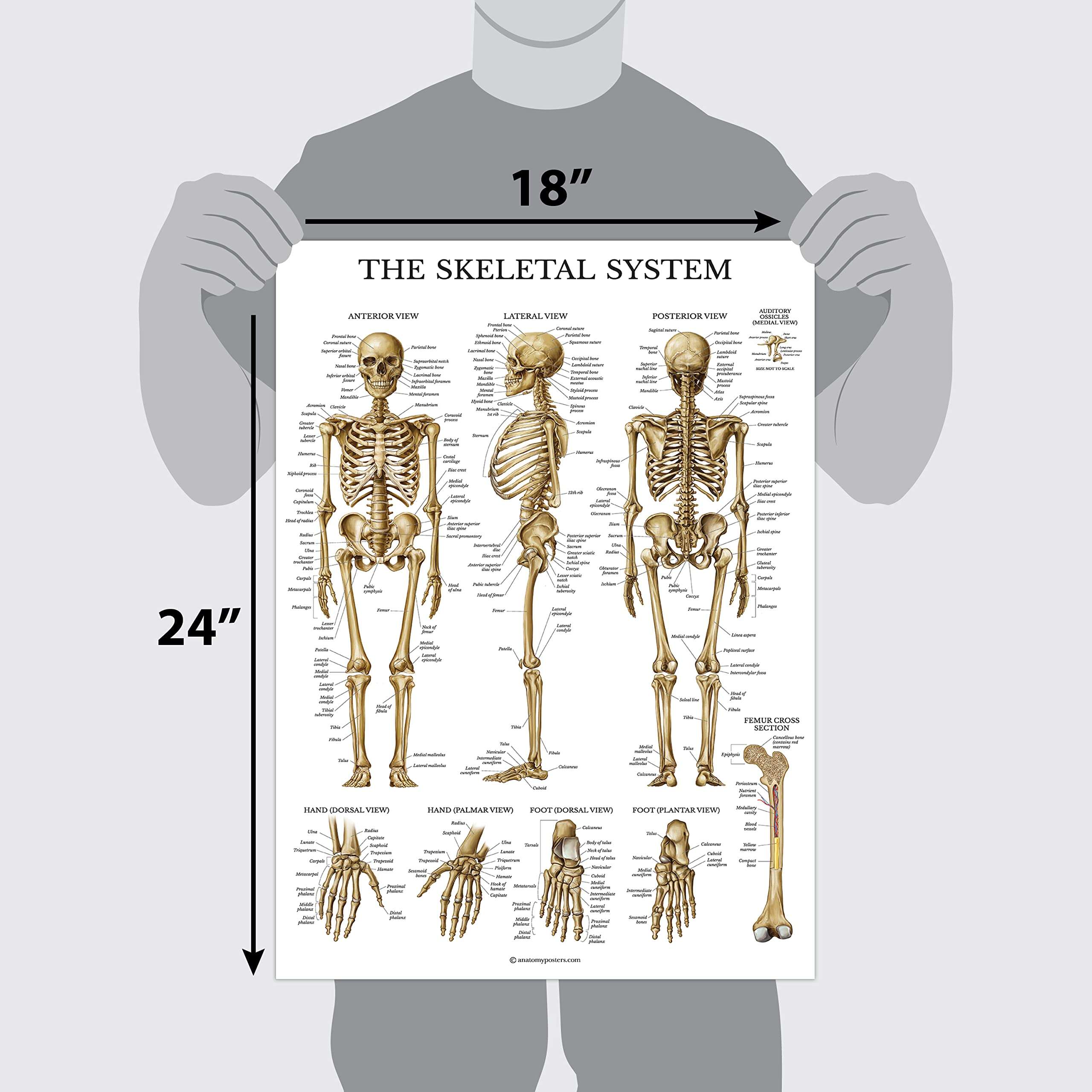 Palace Learning Skeletal System Anatomical Chart - LAMINATED - Human Skeleton Anatomy Poster (18" x 24") 2