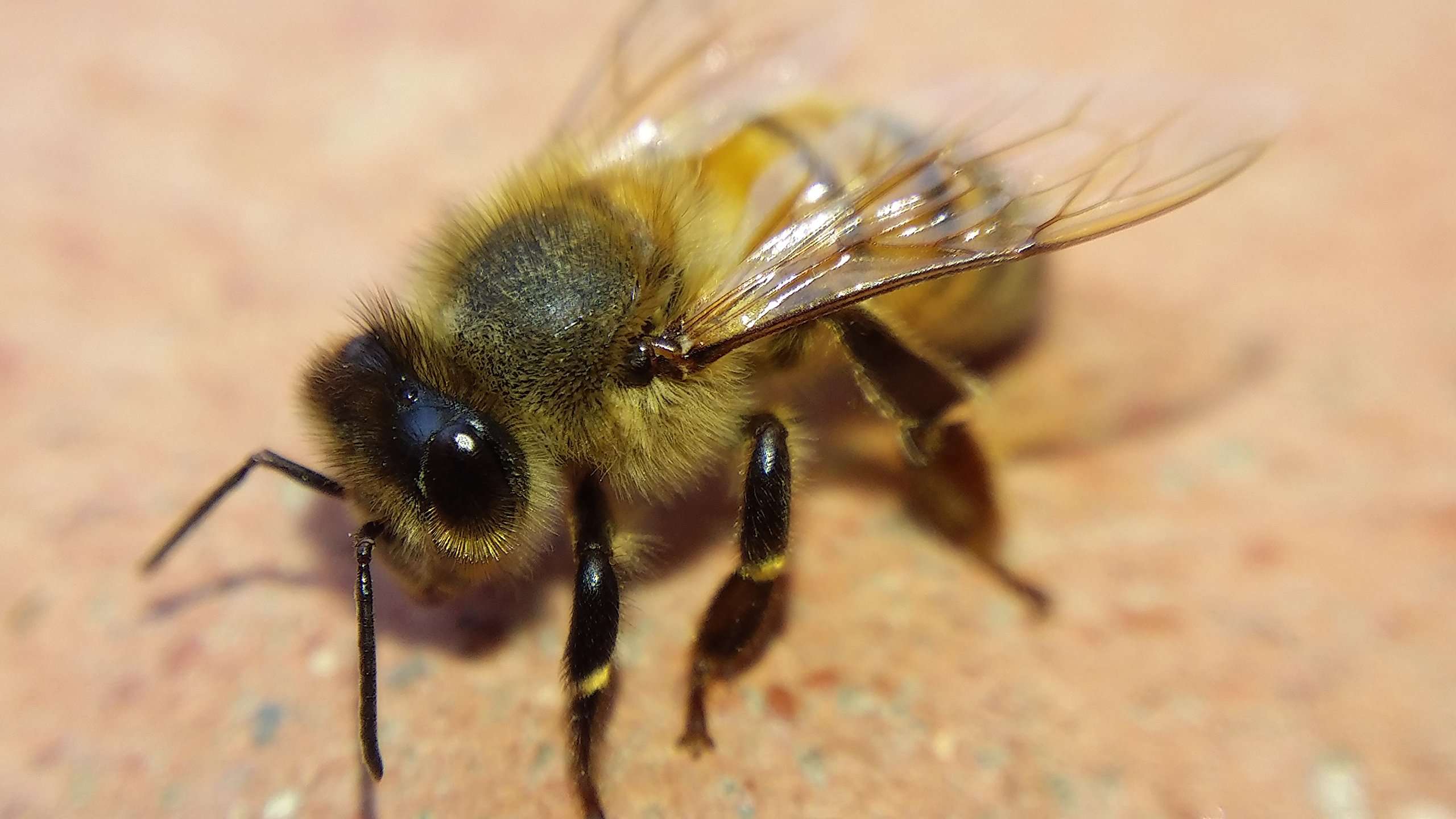 Blips Macro Kit - Mini-Lenses for Smartphone and Tablet 5