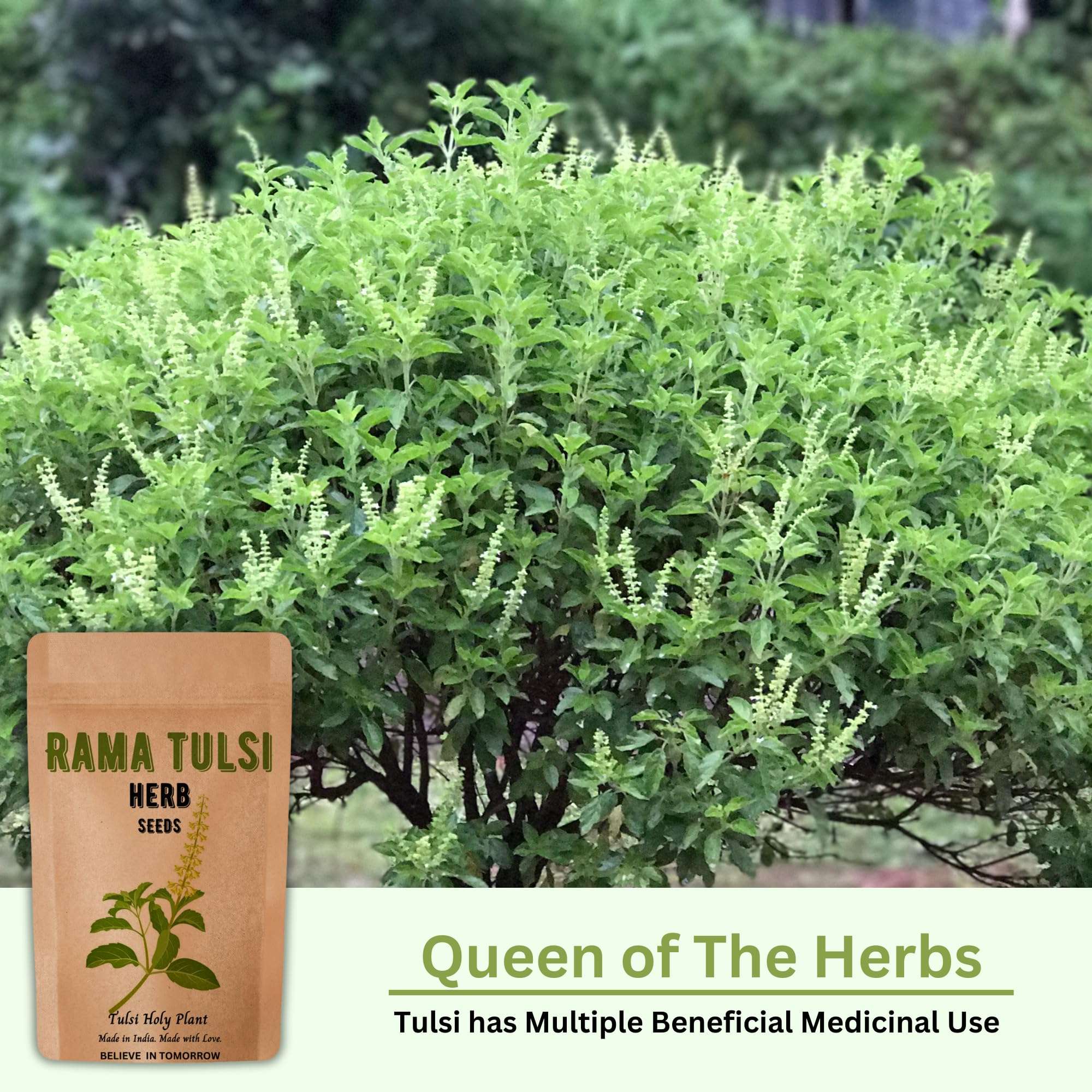 Rama & Shyama Tulsi Seeds for Planting | Tulsi Holi Plant Seeds for Gardening | Indian Tulsi Plant Seeds for Home Gardening & Planting Pack of 2 6