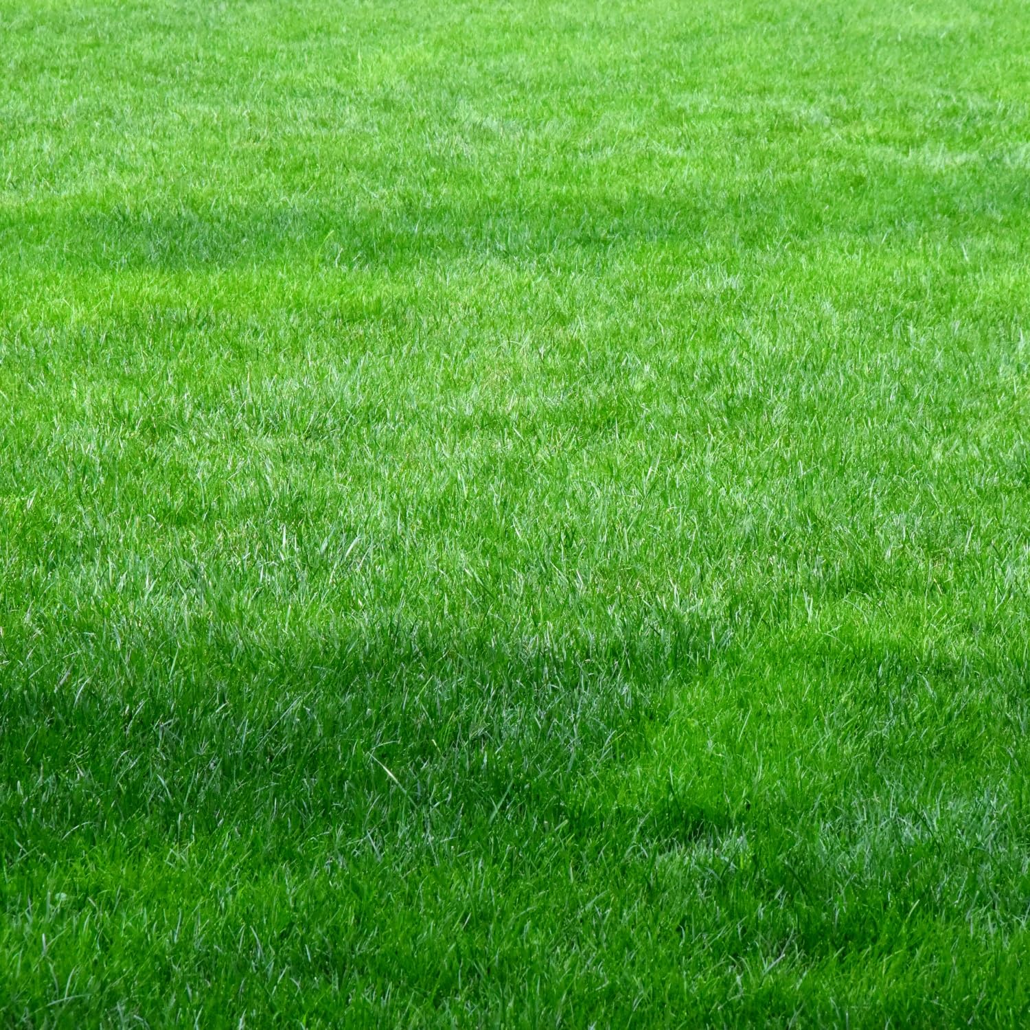 1000 Zoysia Grass Seed for Planting, Non-GMO Heirloom for Home Garden Outdoor