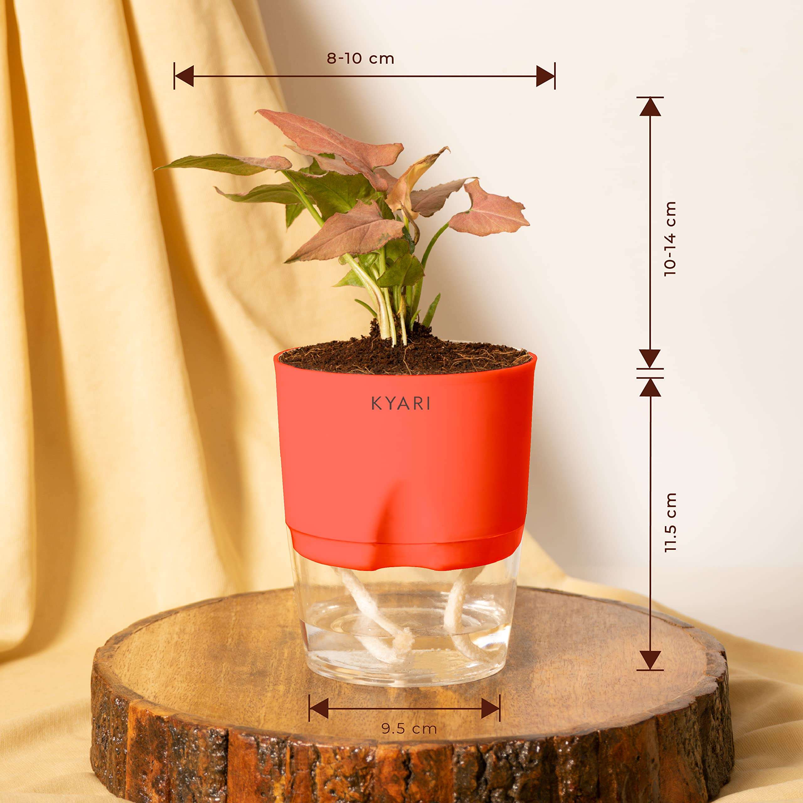 KYARI Syngonium Pink Indoor Plants for Living Room | Live Plants | Plants with Red Pot for Home | Air purifier plants | Plants for Home Decor | Plants for garden | Indoor Plants for bedroom 6