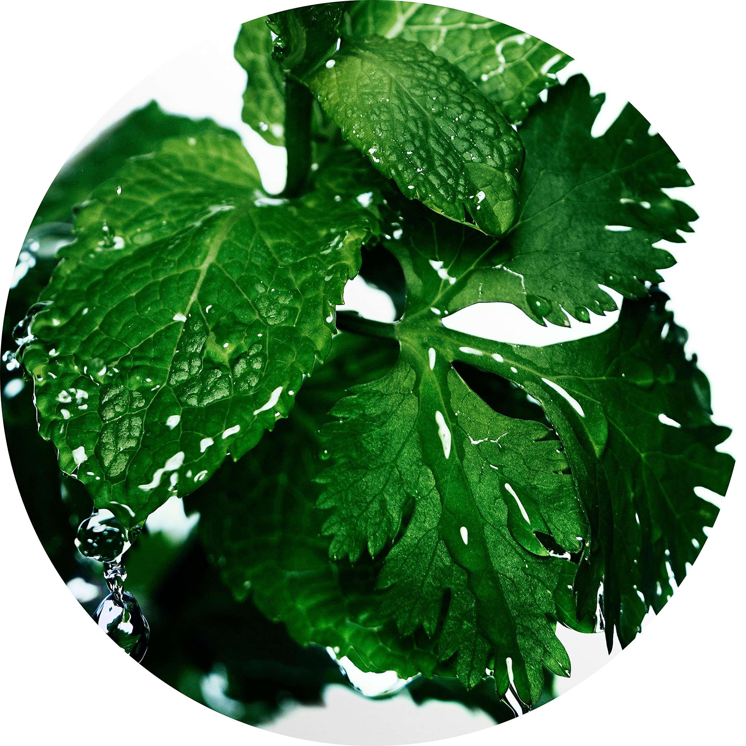 Davidoff Cool Water For Men, Eau De Toilette Spray, Fresh Scent, 125ml (Pack of 2) 5