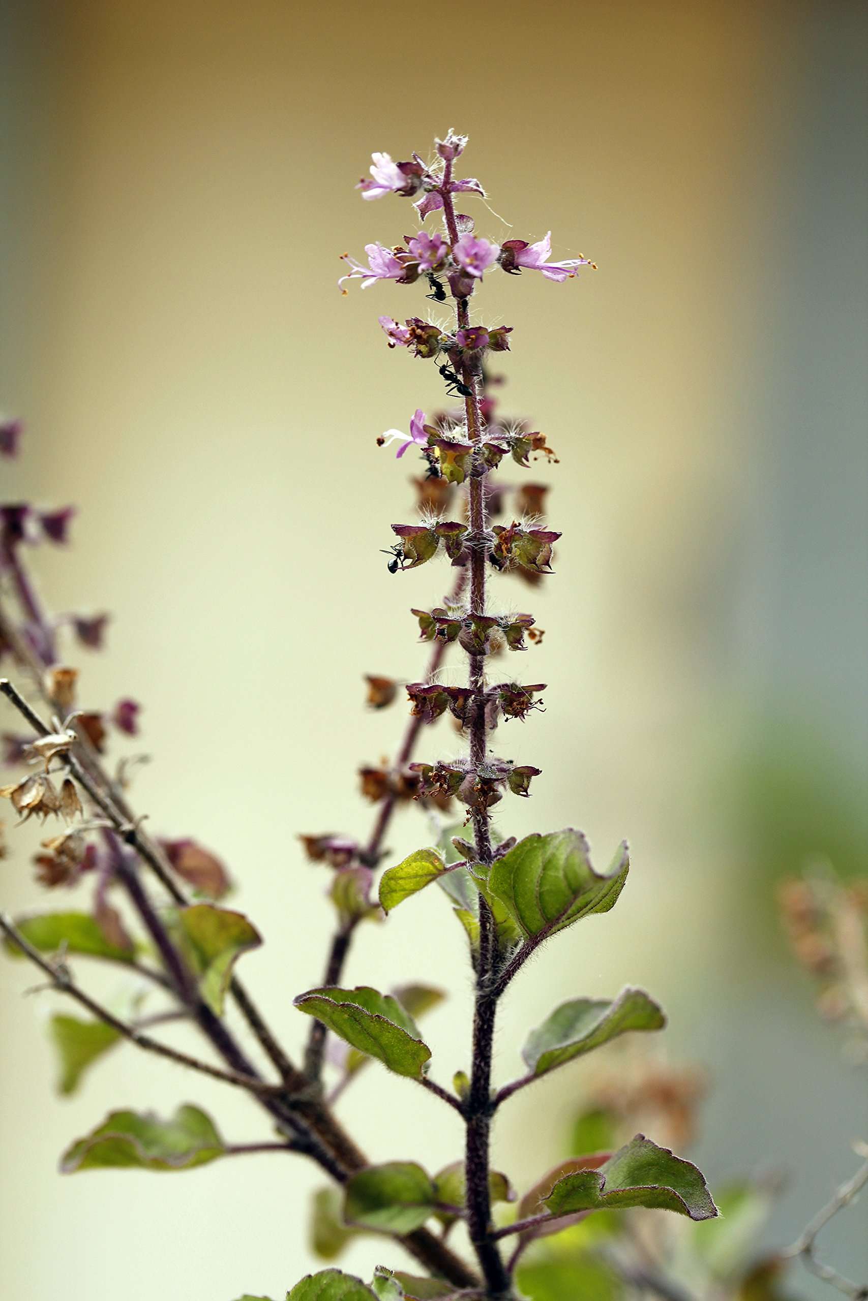 Yka Seeds Creative Farmer Tulsi Seeds 2