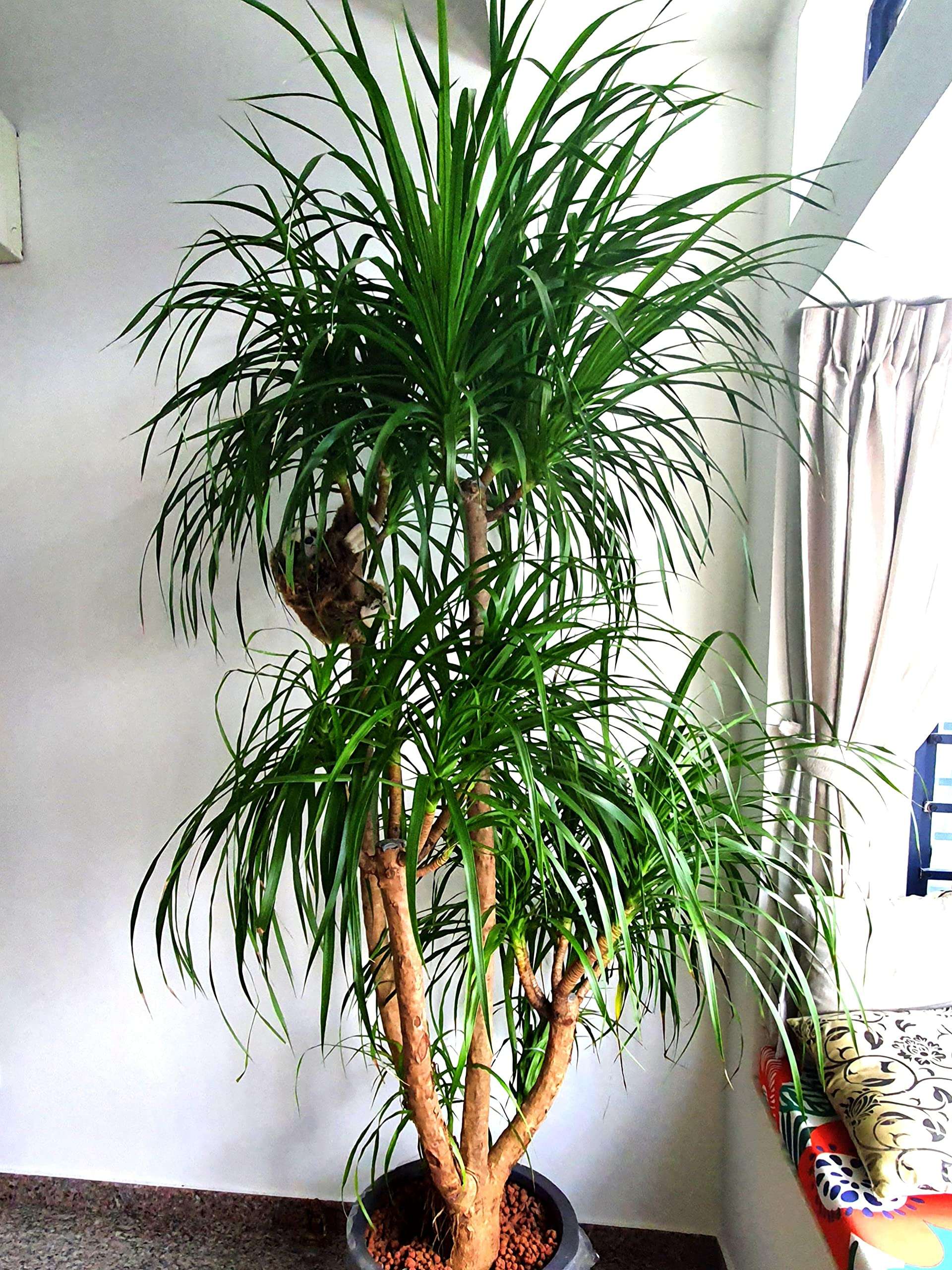 Garden Art Dracaena Draco Indoor Housing Plant Air Purifier Plant(pack of 1 healthy plant) 5