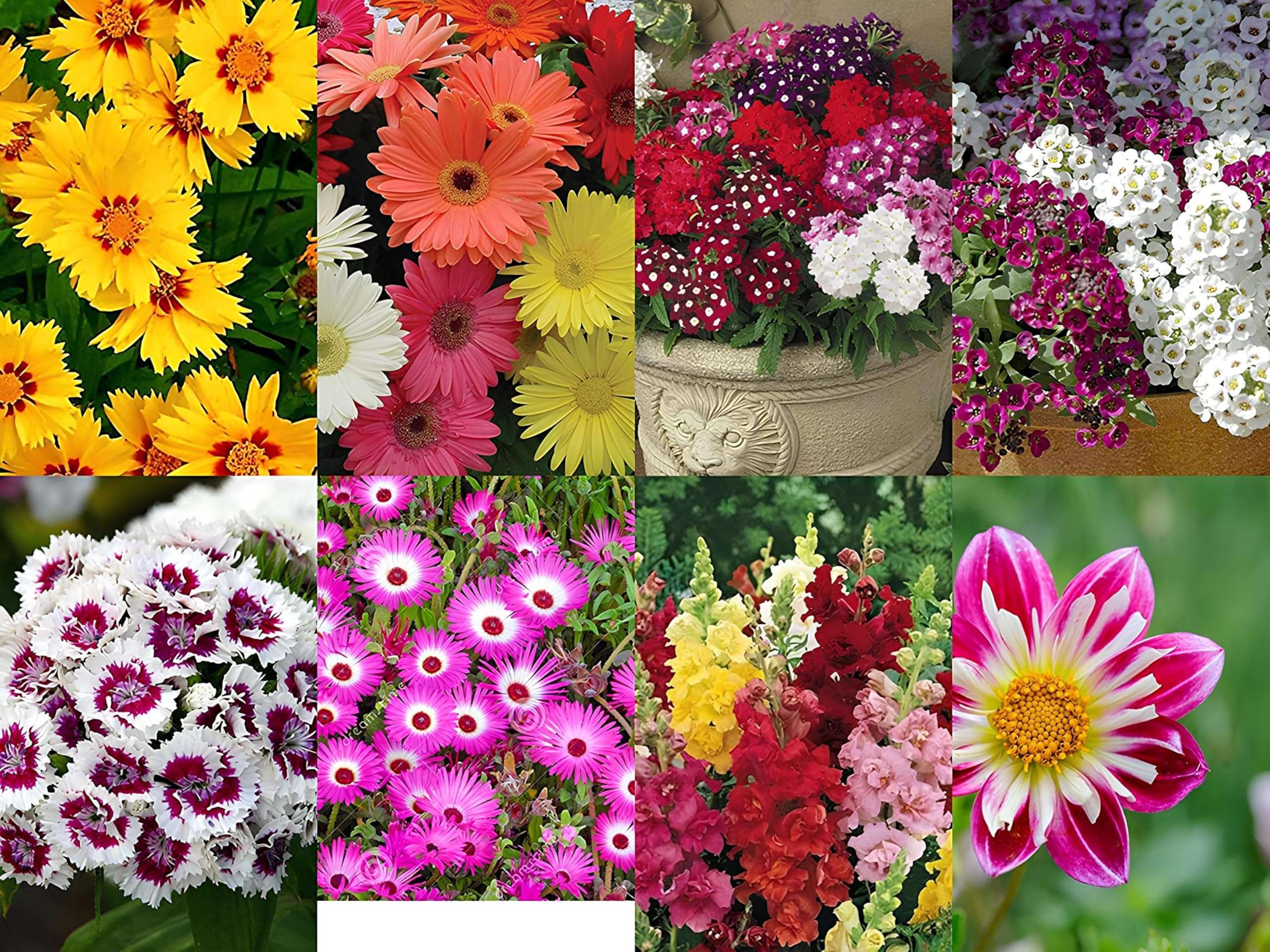 Low Maintenance Hybrid Flower Seeds Combo Pack- All Year Flower Seeds Supply (50 VARIETIES) 6
