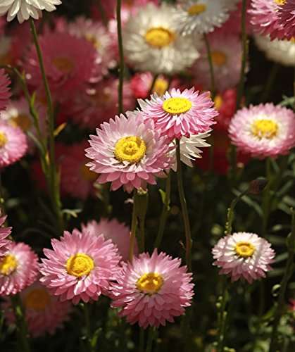 Creative Farmer Flower Seeds : Double Mix (Acroclinium/Sunrays flower) Paper Daisy Flower for Home Garden by YKA Seeds