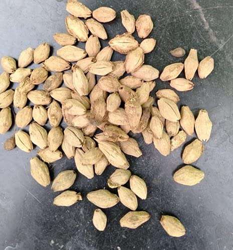 Melia Dubia (Neem Malabar) Tree Seed